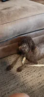 Josie, a female Miniature Goldendoodle for sale in Kansas City, MO – 2 of 3