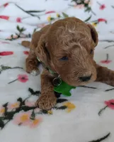 Maggie, a female Miniature Goldendoodle for sale in Kansas City, MO – 3 of 5
