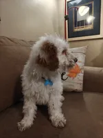 Maverick, a male Miniature Goldendoodle for sale in Kansas City, MO – 4 of 5