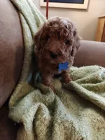 Mickey, a male Miniature Goldendoodle for sale in Kansas City, MO – 5 of 6