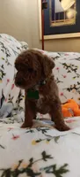 Maggie, a female Miniature Goldendoodle for sale in Kansas City, MO – 2 of 5