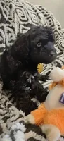 Paris, a female Miniature Goldendoodle for sale in Kansas City, MO – 6 of 6