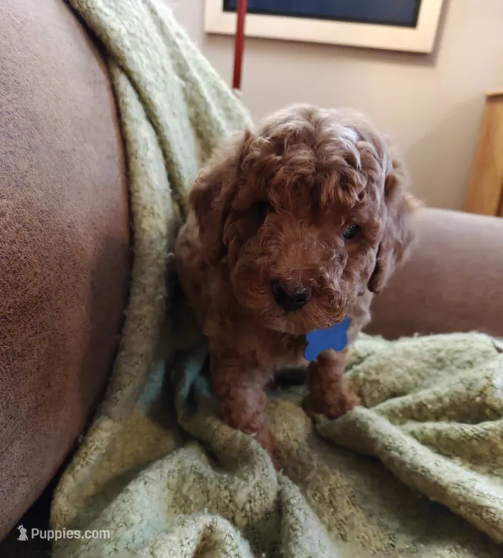 Mickey – Miniature Goldendoodle puppy for sale in Kansas City, MO