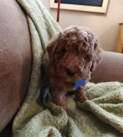 Mickey, a male Miniature Goldendoodle for sale in Kansas City, MO – 1 of 6