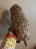 Myles, a male Miniature Goldendoodle for sale in Kansas City, MO – 3 of 3
