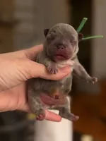 green collar, a male French Bulldog for sale in Valrico, FL – Photo 3 of 3