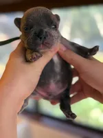 green collar, a male French Bulldog for sale in Valrico, FL – Photo 1 of 3