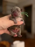 green collar, a male French Bulldog for sale in Valrico, FL – Photo 2 of 3