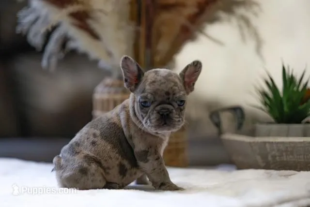 Chi – French Bulldog puppy for sale in Valrico, FL