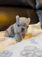 Chi, a female French Bulldog for sale in Valrico, FL – Photo 1 of 2