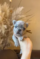 Chi, a female French Bulldog for sale in Valrico, FL – Photo 2 of 2