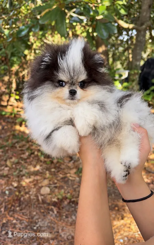 Mr.Fluff – Pomeranian puppy for sale in Valrico, FL