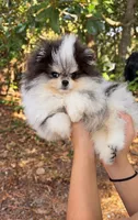 Mr.Fluff, a male Pomeranian for sale in Valrico, FL – 1 of 3