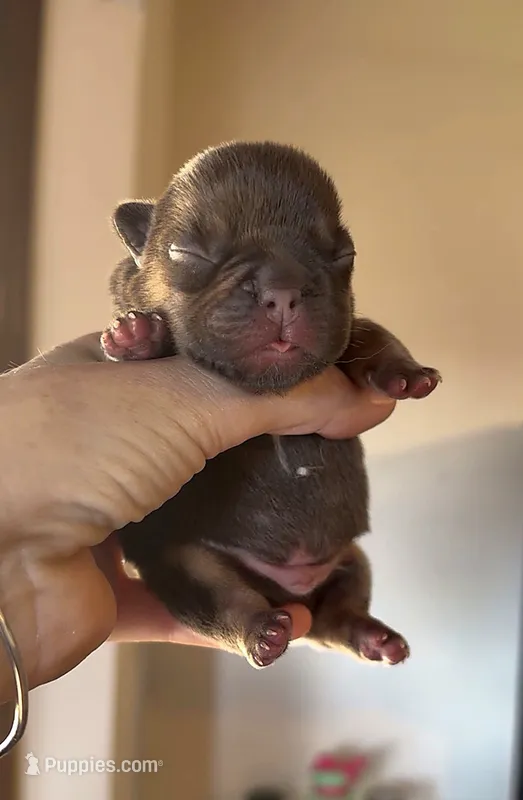 Duggar   – French Bulldog puppy for sale in Valrico, FL