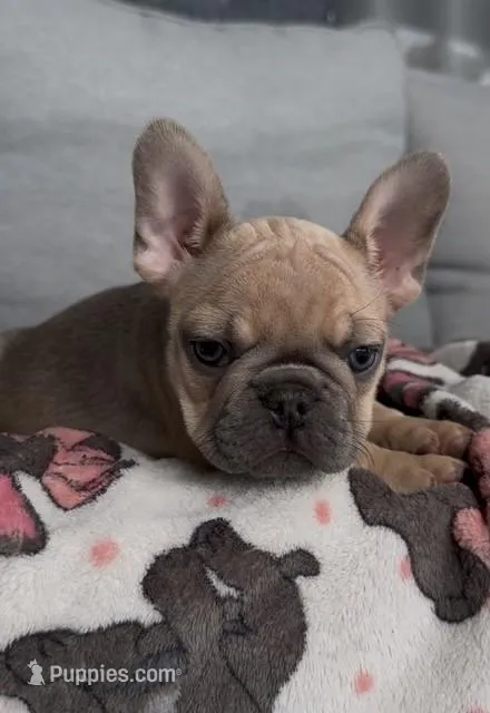 Howey  – French Bulldog puppy for sale in Valrico, FL