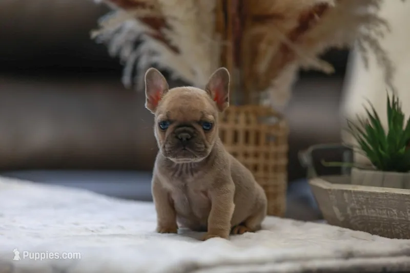 Howey  – French Bulldog puppy for sale in Valrico, FL
