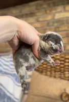 Hell Boy , a female French Bulldog for sale in Valrico, FL – Photo 2 of 2