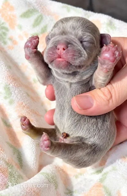 Ryan  – French Bulldog puppy for sale in Valrico, FL