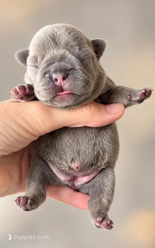 Lolli   – French Bulldog puppy for sale in Valrico, FL