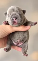 Lolli  , a female French Bulldog for sale in Valrico, FL – 1 of 1
