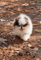 Mr.Fluff, a male Pomeranian for sale in Valrico, FL – 2 of 3