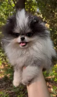 Mr.Fluff, a male Pomeranian for sale in Valrico, FL – 3 of 3