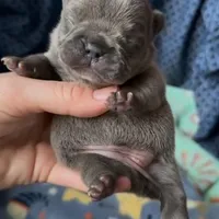 Becky , a female French Bulldog for sale in Valrico, FL – Photo 2 of 2