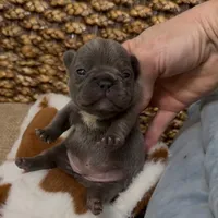 Becky , a female French Bulldog for sale in Valrico, FL – Photo 1 of 2