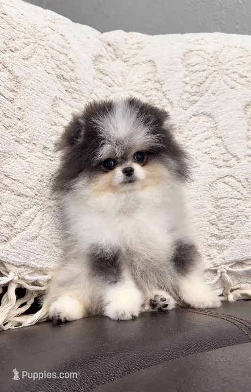 Mr.Fluff – Pomeranian puppy for sale in Valrico, FL