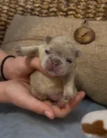 Sasha , a female French Bulldog for sale in Valrico, FL – Photo 1 of 2