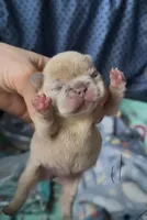 Sasha , a female French Bulldog for sale in Valrico, FL – Photo 2 of 2