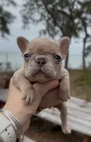 Sasha , a female French Bulldog for sale in Valrico, FL – Photo 3 of 3