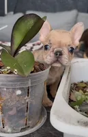 Sasha , a female French Bulldog for sale in Valrico, FL – Photo 1 of 3