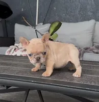 Sasha , a female French Bulldog for sale in Valrico, FL – Photo 2 of 3