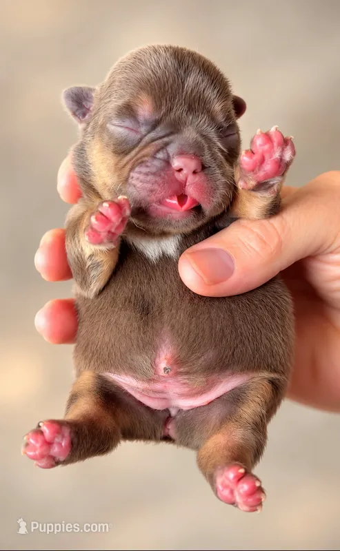 Pippy  – French Bulldog puppy for sale in Valrico, FL
