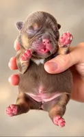 Pippy , a female French Bulldog for sale in Valrico, FL – 1 of 1