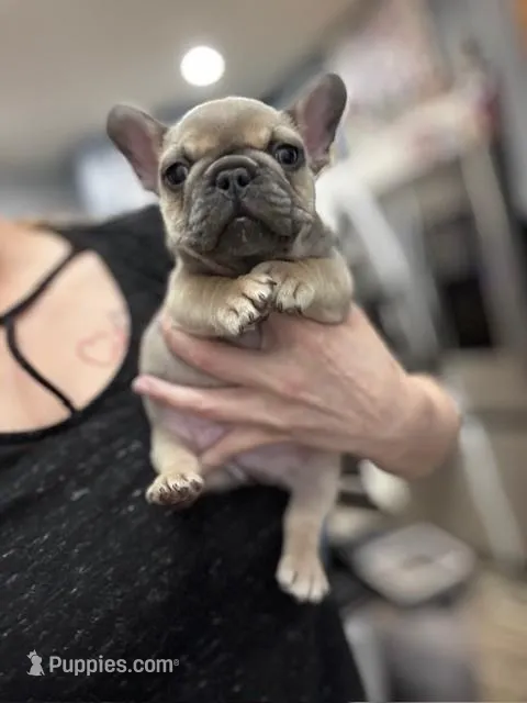 TOBY – French Bulldog puppy for sale in Valrico, FL