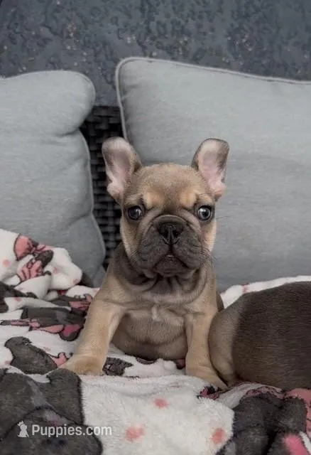 TOBY – French Bulldog puppy for sale in Valrico, FL