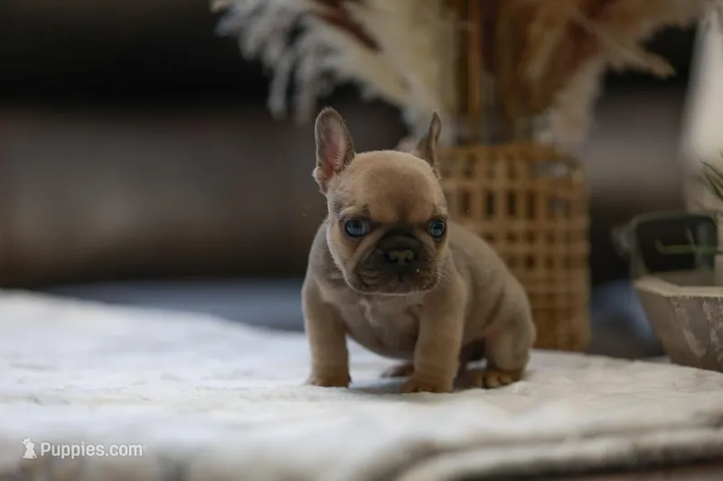 TOBY – French Bulldog puppy for sale in Valrico, FL