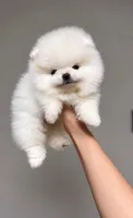 Simon , a male Pomeranian for sale in Valrico, FL – 1 of 1