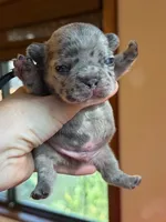 King , a male French Bulldog for sale in Valrico, FL – Photo 3 of 5