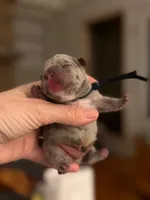 King , a male French Bulldog for sale in Valrico, FL – Photo 5 of 5