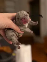 King , a male French Bulldog for sale in Valrico, FL – Photo 4 of 5