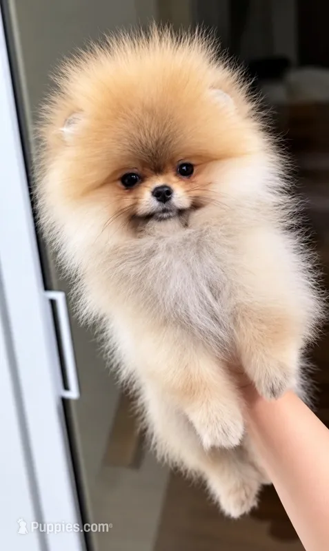 Pumpkin – Pomeranian puppy for sale in Valrico, FL