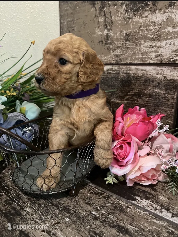 Goldendoodle – Goldendoodle puppy for sale in Fontana, CA