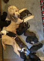 Goldendoodle, a male Goldendoodle for sale in Fontana, CA – 5 of 8