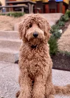 Goldendoodle, a male Goldendoodle for sale in Fontana, CA – 4 of 8