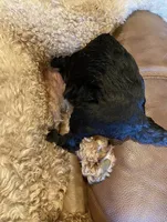 Goldendoodle, a male Goldendoodle for sale in Fontana, CA – 7 of 8