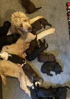 Goldendoodle, a male Goldendoodle for sale in Fontana, CA – 8 of 8