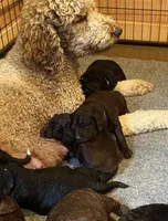 Goldendoddle F1B, a male Goldendoodle for sale in Fontana, CA – 3 of 9